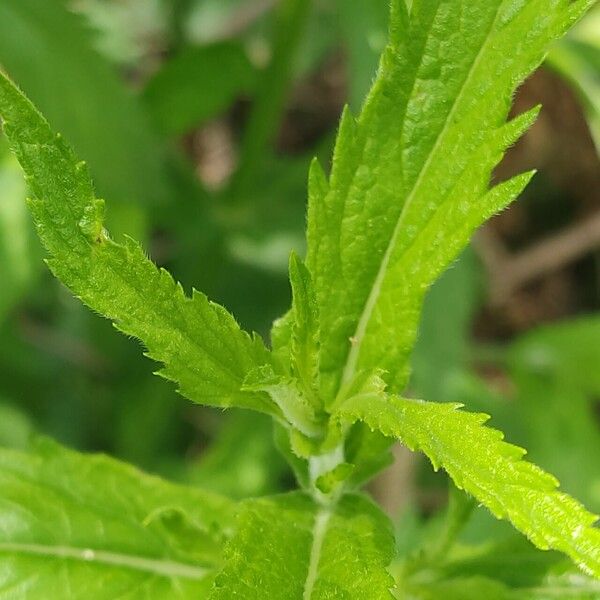 Verbena incompta पत्ता