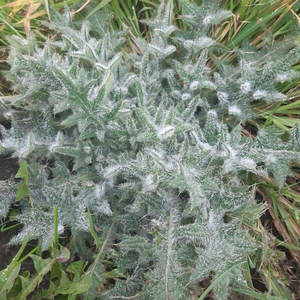 Cirsium vulgare Hostoa