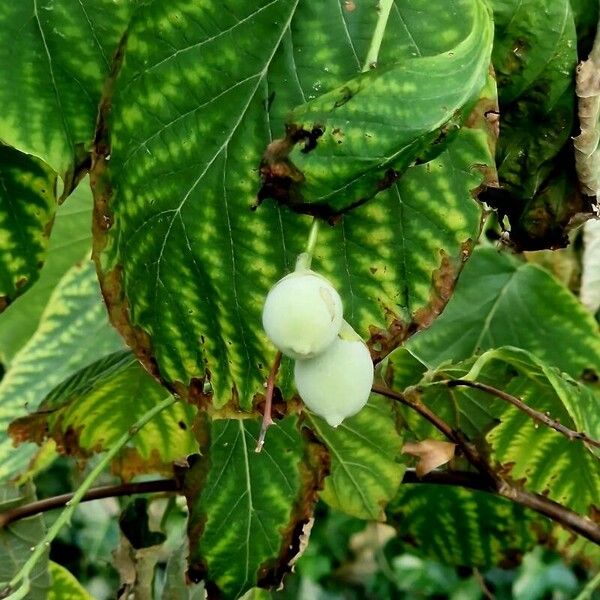 Styrax officinalis ᱛᱟᱦᱮᱸ