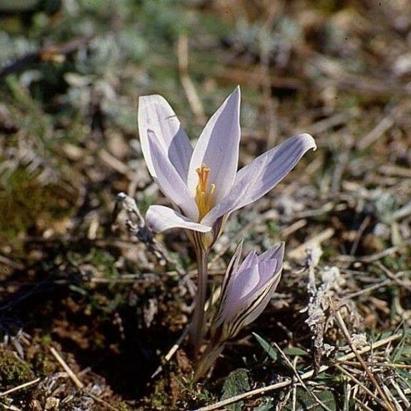 Crocus reticulatus Bloem