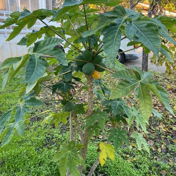 Carica papaya Lehti