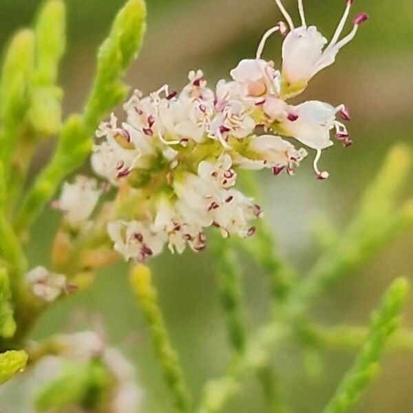 Tamarix ramosissima Blomma