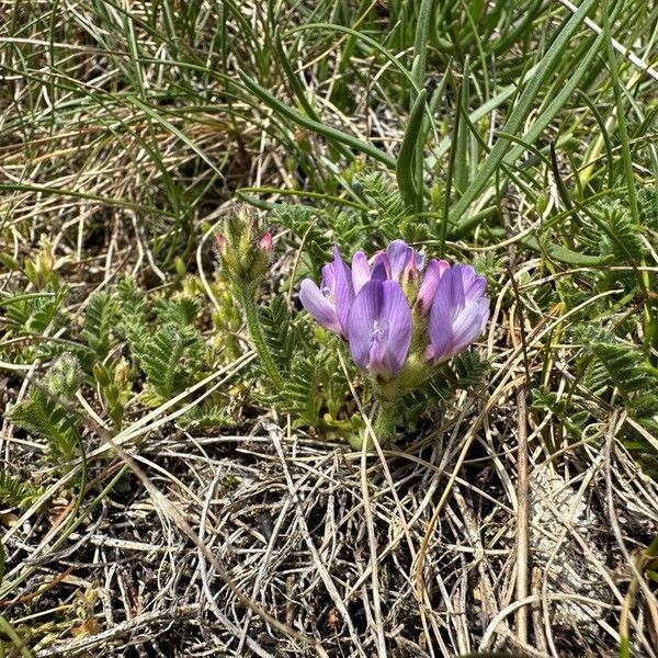 Astragalus danicus 花