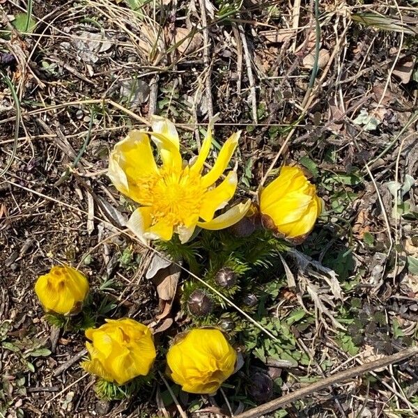 Adonis vernalis Flor