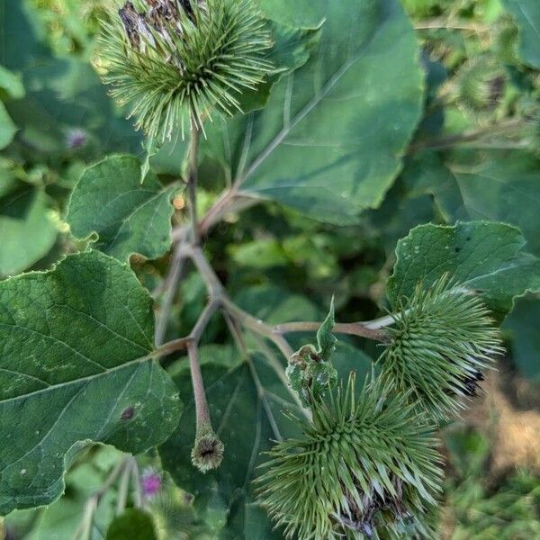 Arctium lappa Plod