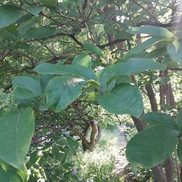 Ehretia acuminata Liść