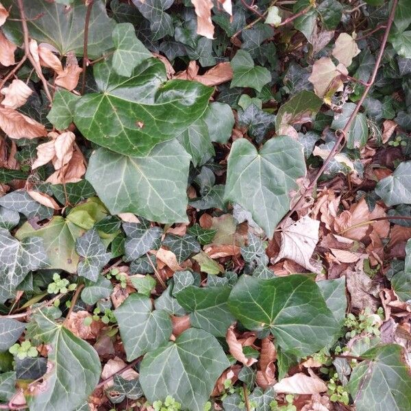 Hedera canariensis 葉