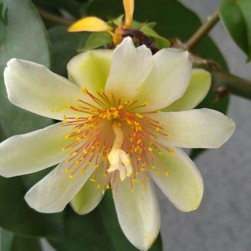 Pereskia aculeata Çiçek