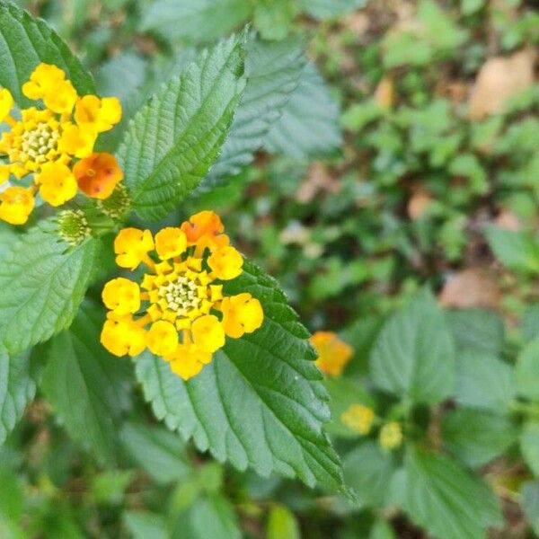 Lantana camara Fiore