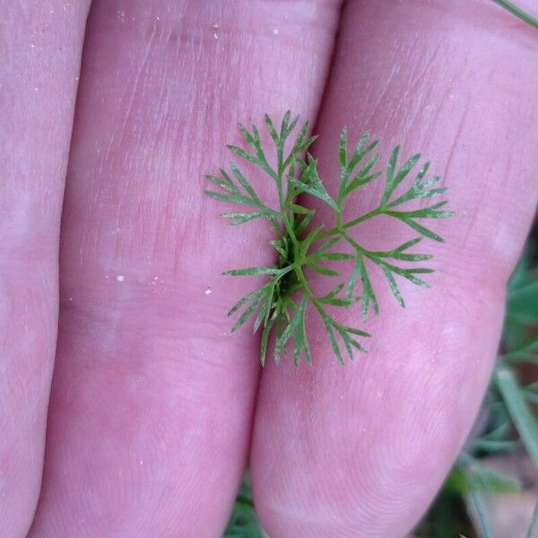 Cyclospermum leptophyllum Fulla