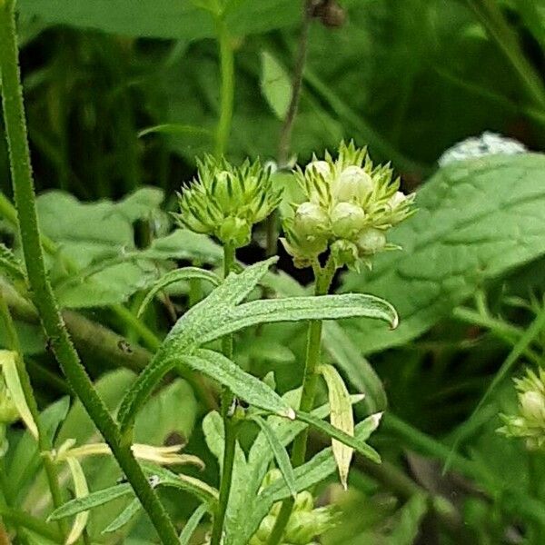 Gilia capitata Flower