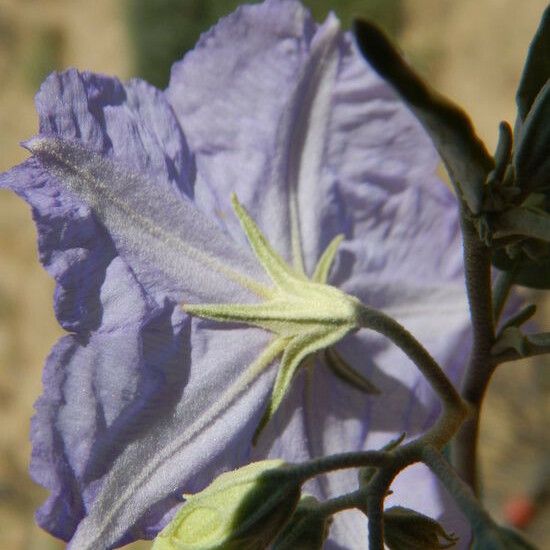 Solanum hindsianum Flower