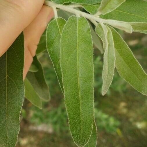 Elaeagnus angustifolia Foglia