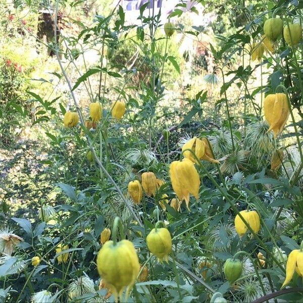 Clematis tangutica Blomst