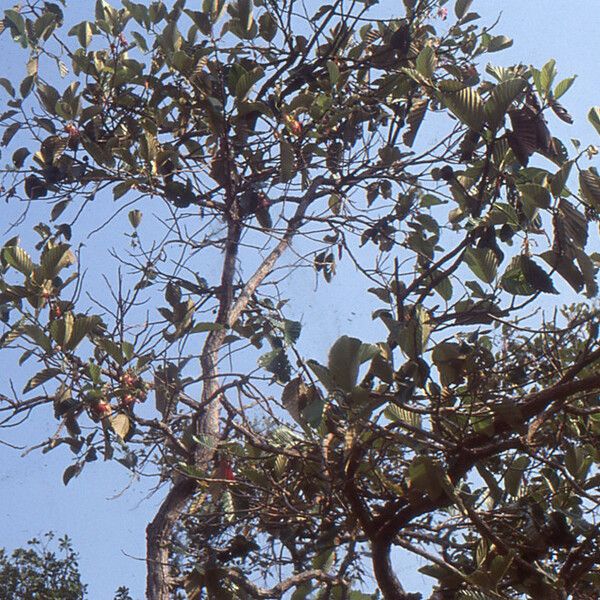 Dipterocarpus obtusifolius Autre