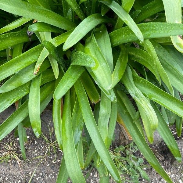 Agapanthus spp. Folla