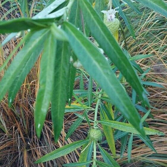 Gomphocarpus physocarpus Leaf