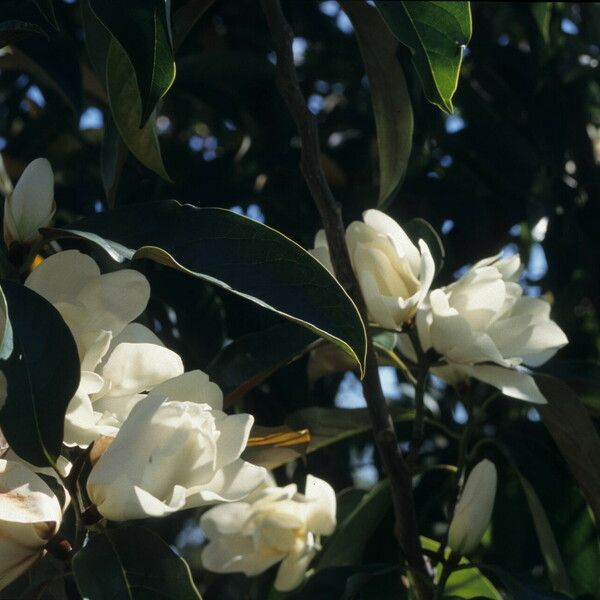 Magnolia doltsopa Blodyn