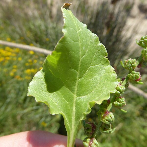 Beta vulgaris 葉