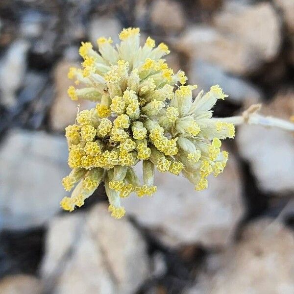 Achillea eriophora Fruto