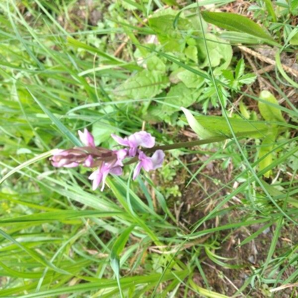 Anacamptis palustris Flower