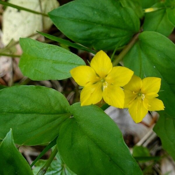 Lysimachia nemorum Feuille