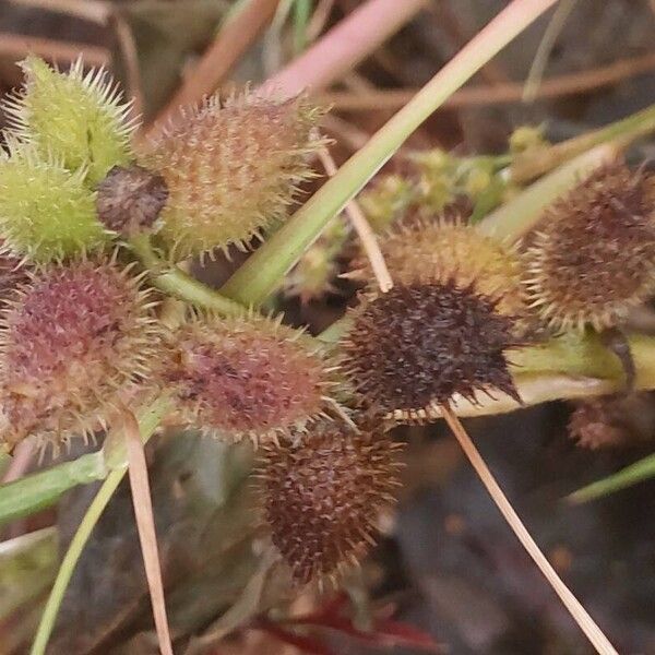 Xanthium orientale Fruto