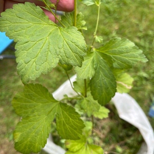 Geum macrophyllum Hostoa