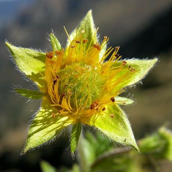 Geum pyrenaicum 花