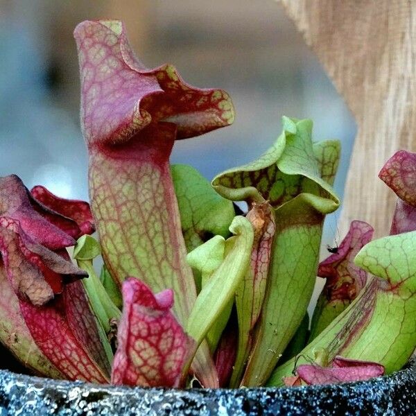 Sarracenia purpurea برگ