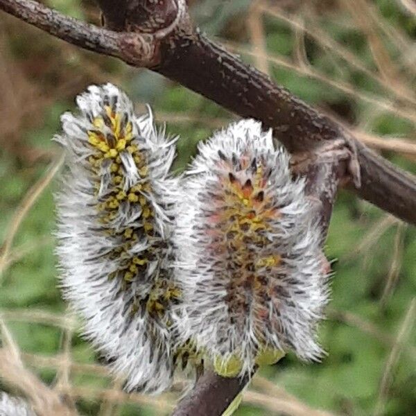 Salix caprea Blomma