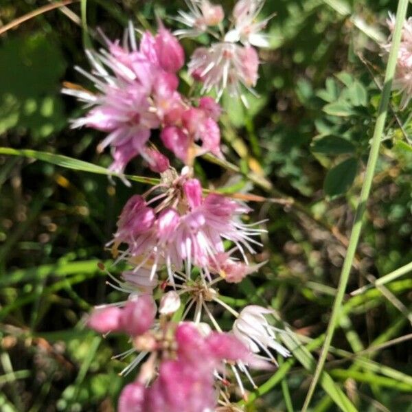 Allium ericetorum പുഷ്പം