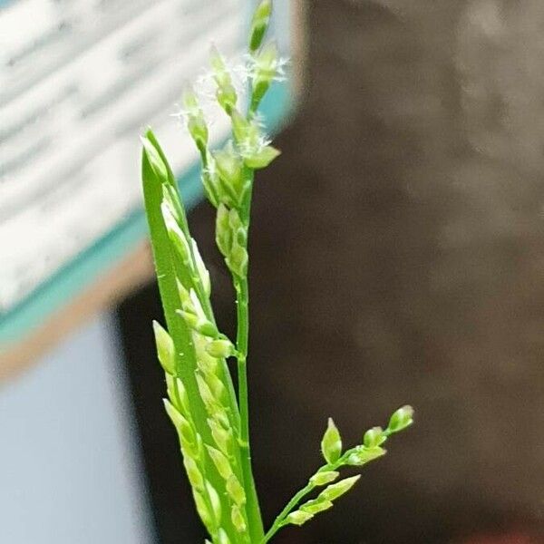 Poa annua Fruchs