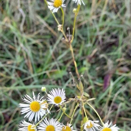 Erigeron strigosus 整株植物