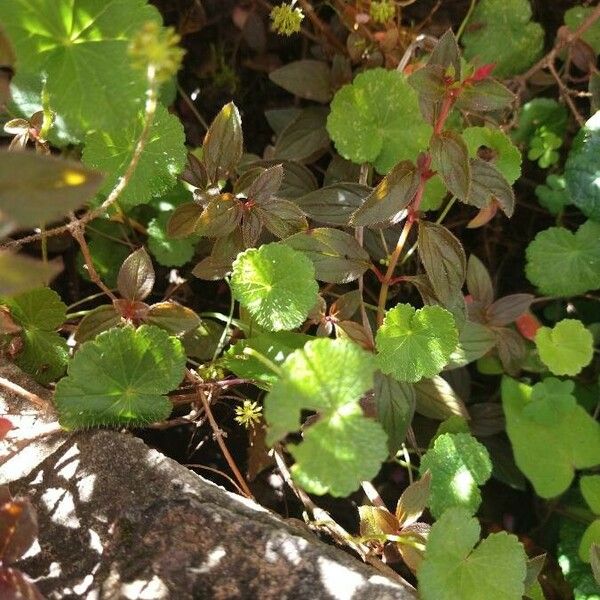 Hydrocotyle americana Žiedas