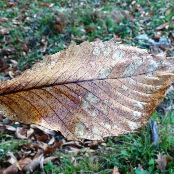 Castanea sativa Feuille