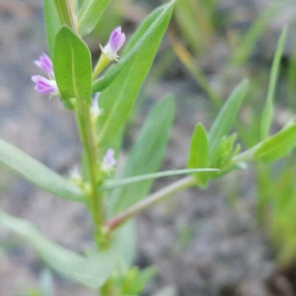 Lythrum hyssopifolia Floro