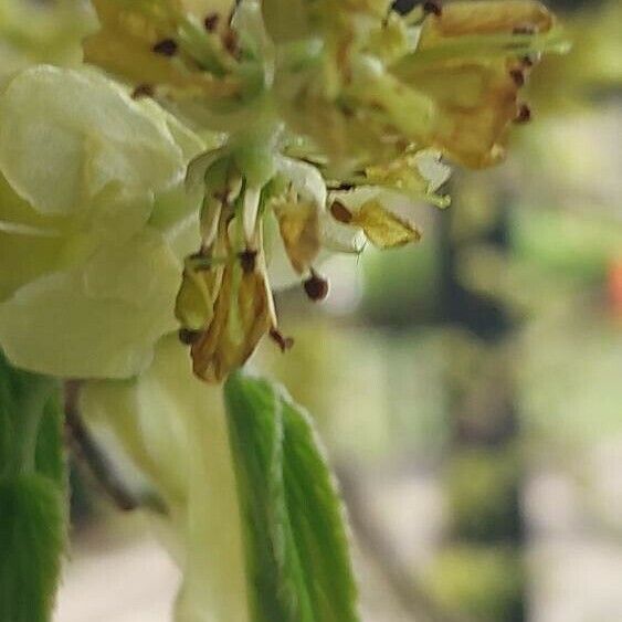 Corylopsis spicata Blomst