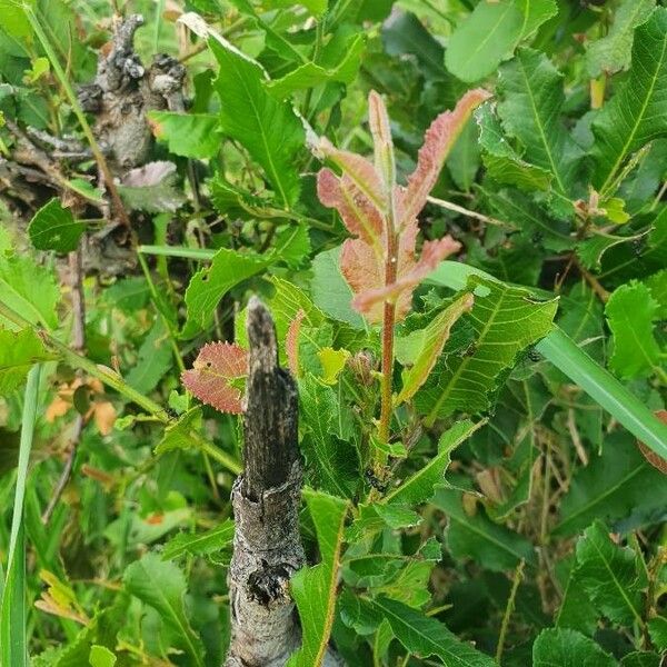 Pappea capensis Deilen