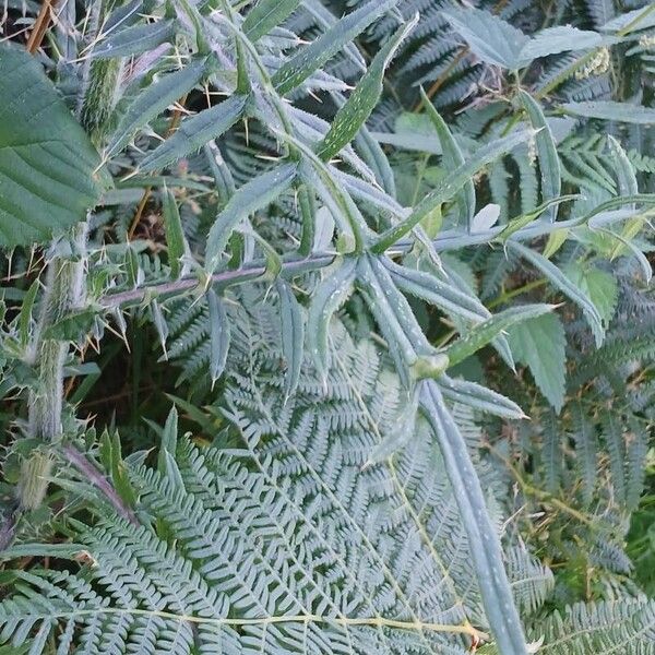 Cirsium eriophorum ഇല