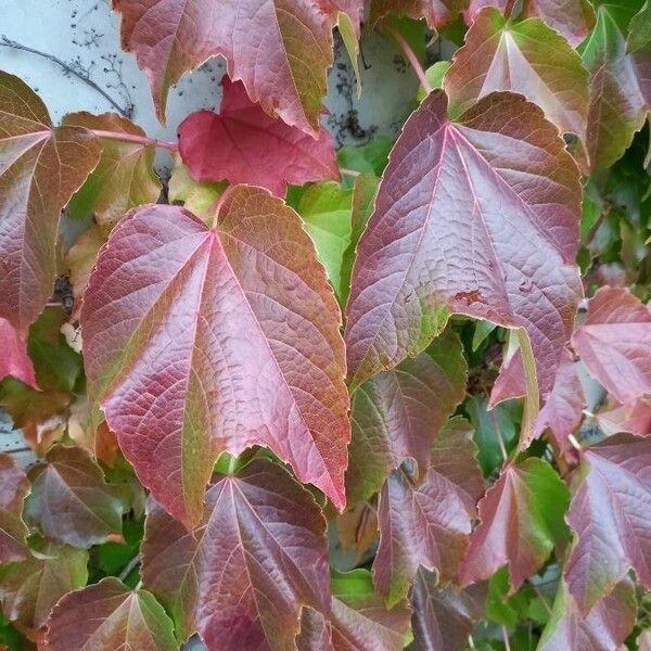 Parthenocissus tricuspidata Leaf