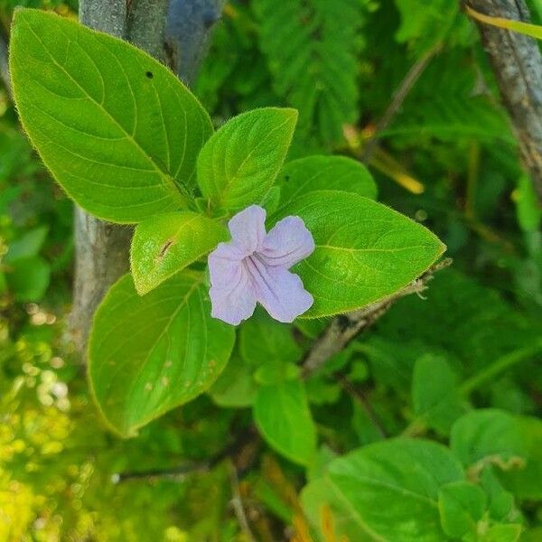 Ruellia patula ᱵᱟᱦᱟ