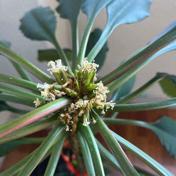 Euphorbia canuti Кветка