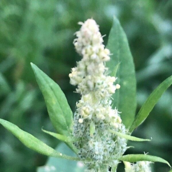 Chenopodium album Flor