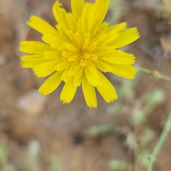 Launaea mucronata Õis