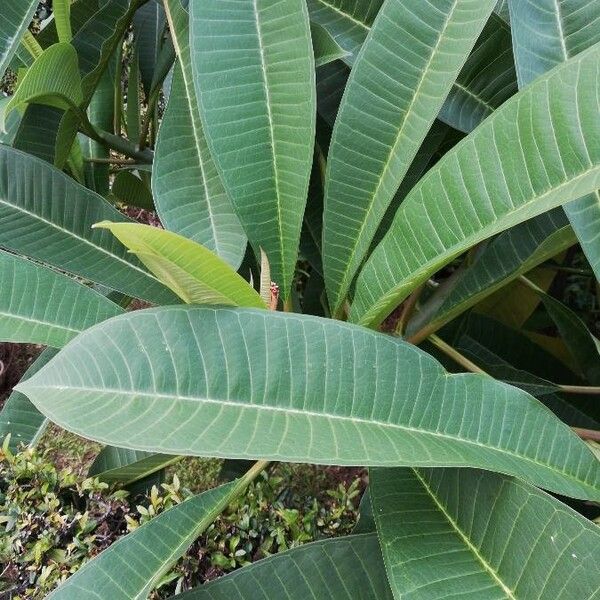 Plumeria rubra Leht