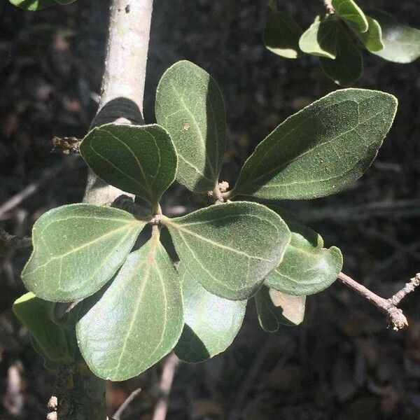 Strychnos madagascariensis Blad