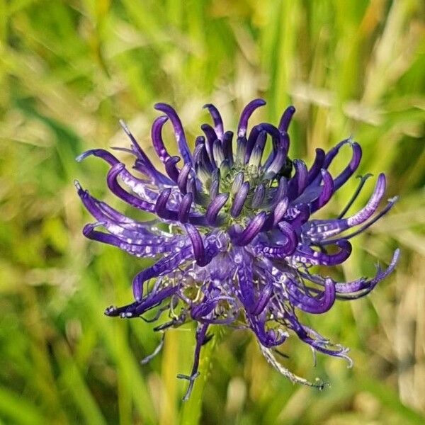 Phyteuma orbiculare Blüte