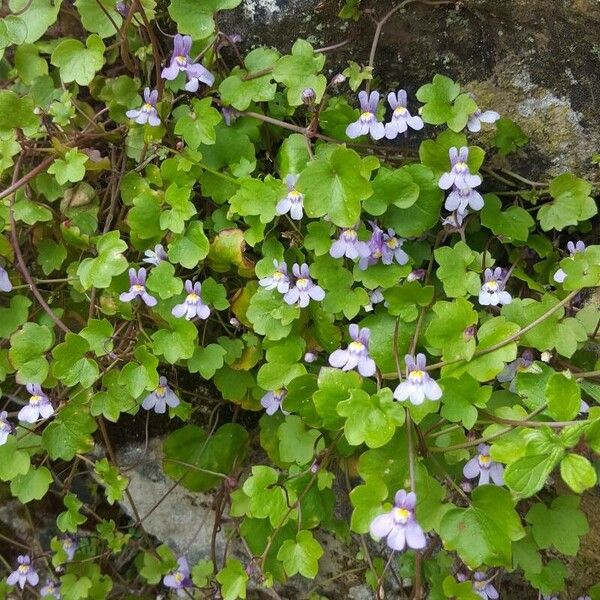 Cymbalaria muralis Virág