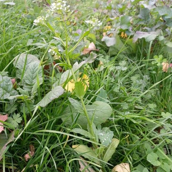 Thlaspi arvense Habit